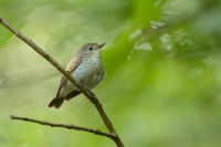 Lejsek maly - Ficedula parva - Red-breasted Flycatcher 3606